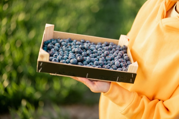 Frisch gepflückte saftige Beeren auf Ackerland