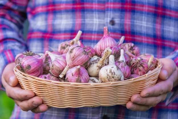 Frisch gepflückter Knoblauch in den Händen eines Bauern Umweltfreundliches Produkt