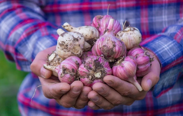 Frisch gepflückter Knoblauch in den Händen eines Bauern Umweltfreundliches Produkt