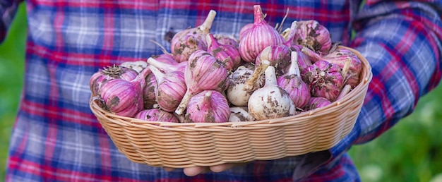 Frisch gepflückter Knoblauch in den Händen eines Bauern