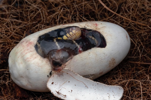 Frisch geschlüpfte schwarze Mangroven-Katzenschlangeneier