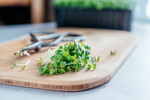 Frisch geschnittene Arugula Microgreens Sprossen auf dem Schneidebrett in der Küche gesunde Ernährungstrends