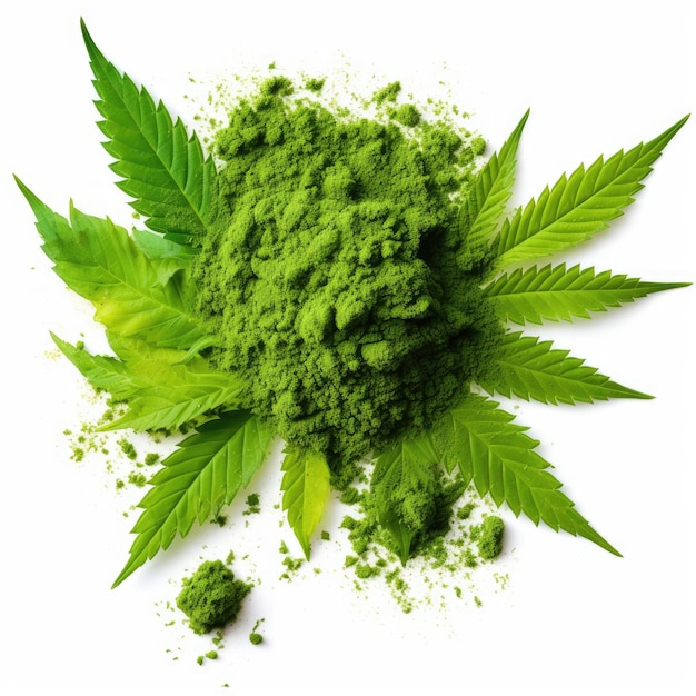 Frisch geschnittene Cannabispflanze als Kräutermedizin