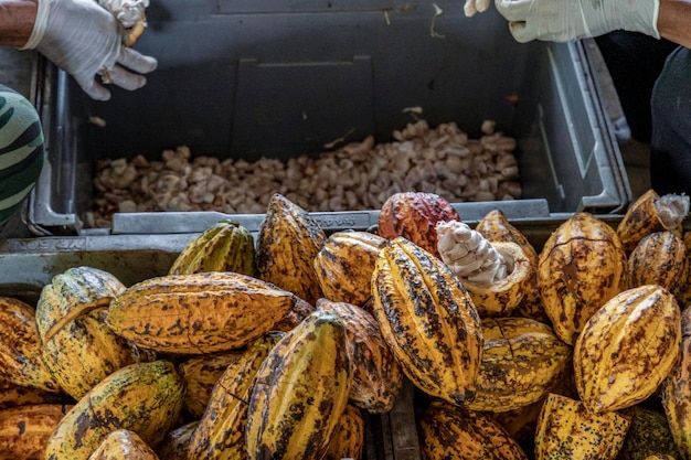 Frisch geschnittene Kakaofrucht, die Kakaosamen mit einer Kakaopflanze im Hintergrund freilegt