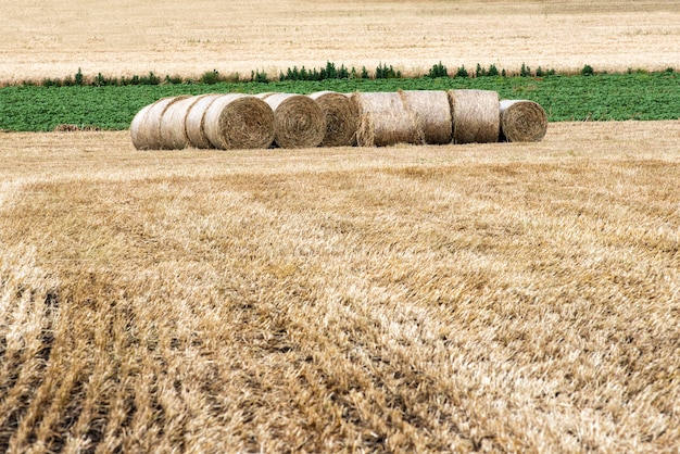 Frisch geschnittenes und geharktes landwirtschaftliches Feld