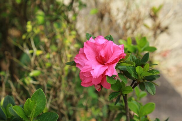 Frisch von Pink Encore Azaleenblüten