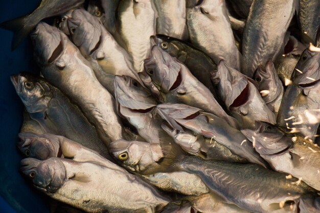 Frisch zum Verkauf auf dem Fischmarkt