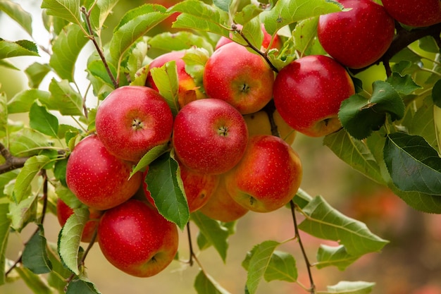 Frische Äpfel aus dem Obstgarten