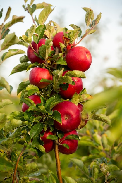 Frische Äpfel aus dem Obstgarten.