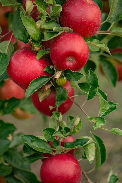 Frische Äpfel aus dem Obstgarten.