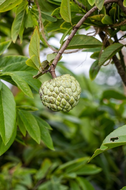 Frische Annona-Früchte oder Zuckerapfel, die auf dem Baum wachsen