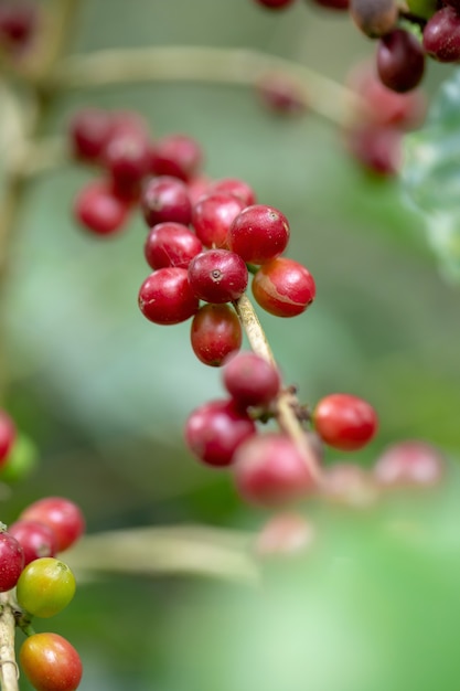 Frische Arabica-Kaffeebohnen, die auf Baum im Norden von Thailand reifen