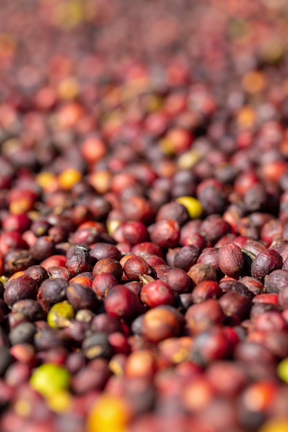 Frische arabica-rote kaffeebohnebeeren und -trockner