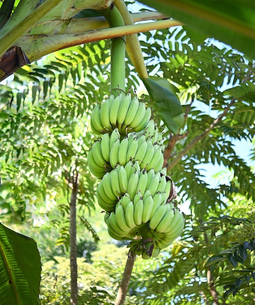 Frische Banane am Baum im Obstgarten von Thailand übergeben; Früchte enthalten Vitamin.