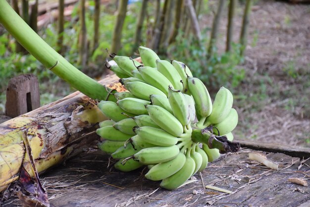 Foto frische banane auf holz