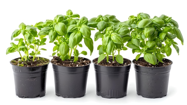 Frische Basilikumpflanzen in schwarzen Töpfen auf weißem Hintergrund Gesunde grüne Bio-Kräuter Küchenzutaten für das Kochen KI