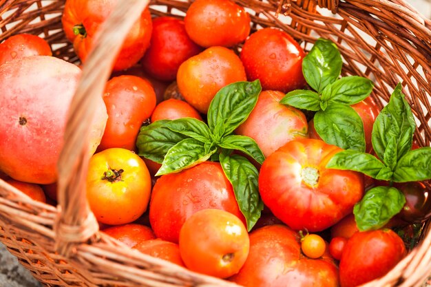 Frische Bauerntomaten und grüne Basilikumblätter