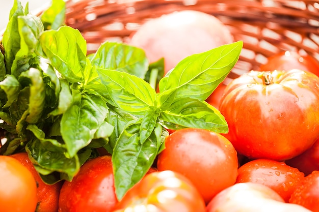 Frische Bauerntomaten und grüne Basilikumblätter