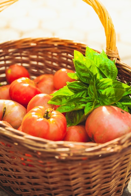 Frische Bauerntomaten und grüne Basilikumblätter