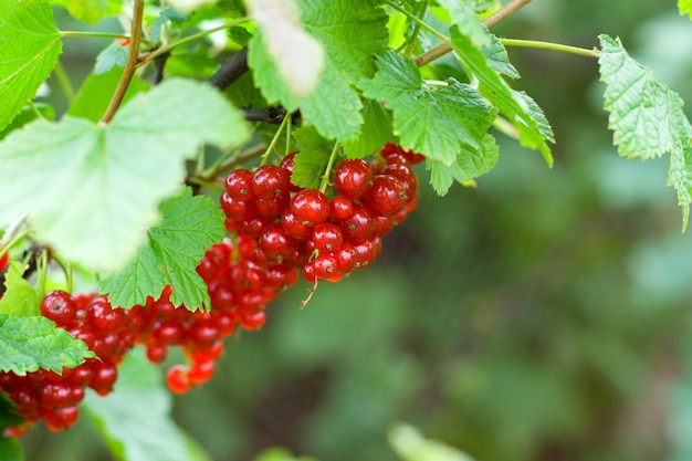 Frische Beeren der roten Johannisbeere