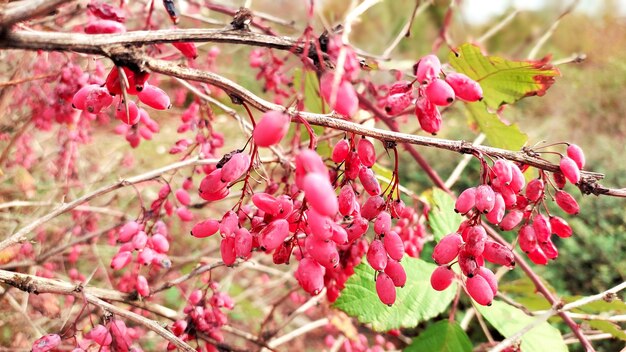 Foto frische berberisbeeren