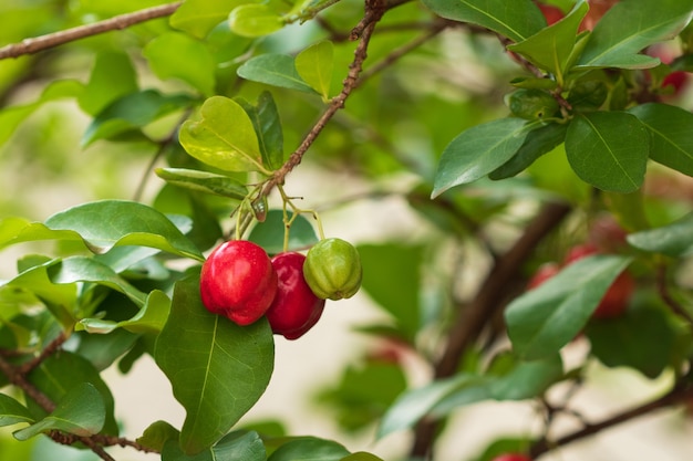 Frische Bio-Acerola-Kirsche. Thai- oder Acerola-Kirschenfrüchte am Baum mit Sonnenuntergang. Acerola ist eine berühmte Frucht in Südamerika, insbesondere in Brasilien.