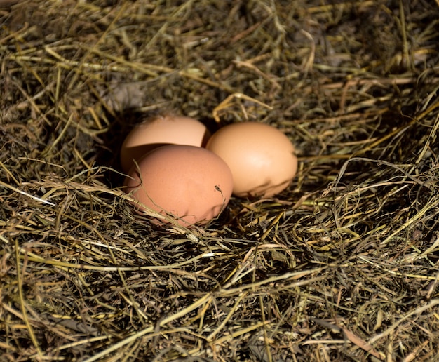 Frische Bio-Eier im Heunest.