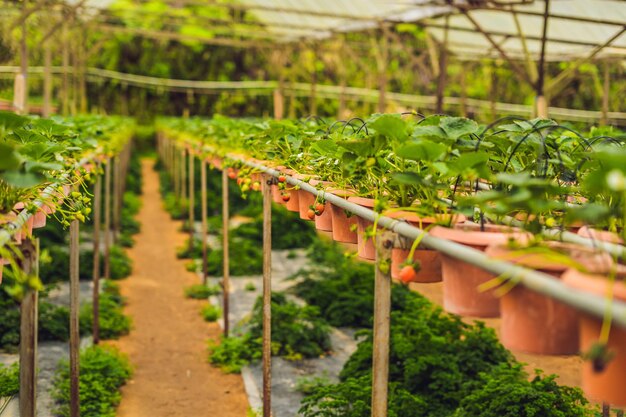 Frische Bio-Erdbeeren, die auf dem Bauernhof wachsen