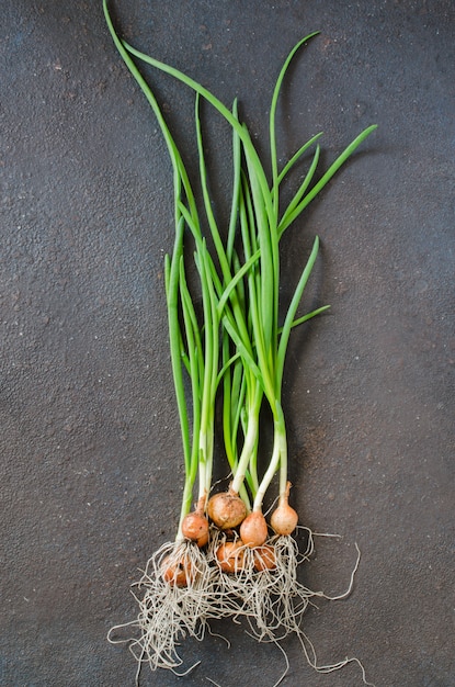 Frische Bio-Frühlingszwiebeln frisch aus dem Gartenbett gepflückt