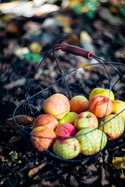 Frische Bio-Herbstäpfel im Metallkorb und kuschelig warmes Plaid auf dem Boden im Garten