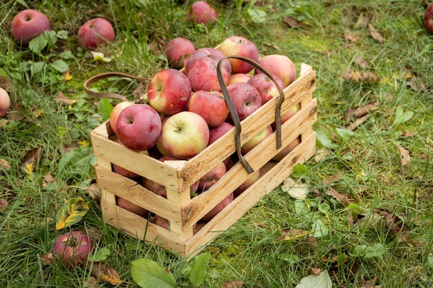 Frische Bio-Herbstäpfel in einer Gartenkiste aus Holz. Konzept des ökologischen Landbaus