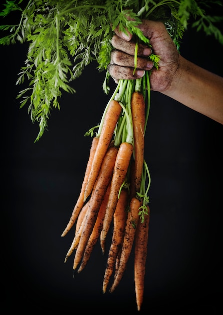 Frische Bio-Karotten