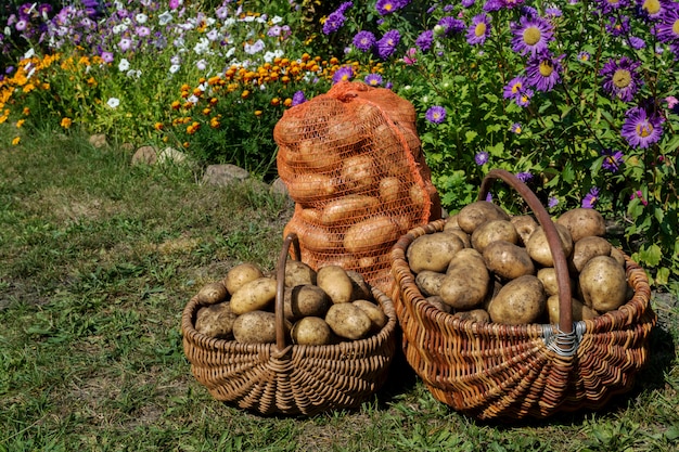 Frische Bio-Kartoffeln, Ernte.