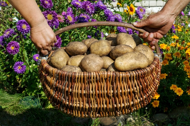 Frische Bio-Kartoffeln, Ernte.