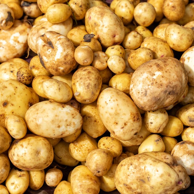 Frische Bio-Kartoffeln hautnah