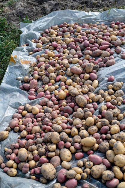 Frische Bio-Kartoffeln in der Feldernte von Kartoffeln aus dem Boden