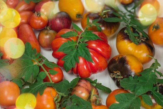 Frische Bio-Lebensmittel auf dem Bauernmarkt Lokale Bio-Produktion Tomaten auf Holzhintergrund