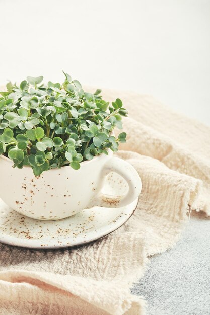 Foto frische bio-mikrogrüns in einem weißen keramikbecher. gesundes und veganes essen