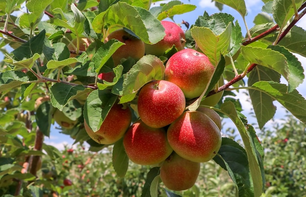Frische Bio-Äpfel am Apfelbaumzweig Elmali Antalya Türkei