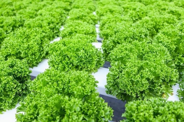 Frische Bio-Salatsalatpflanze mit grünen Blättern in Hydroponik-Gemüsefarmsystem