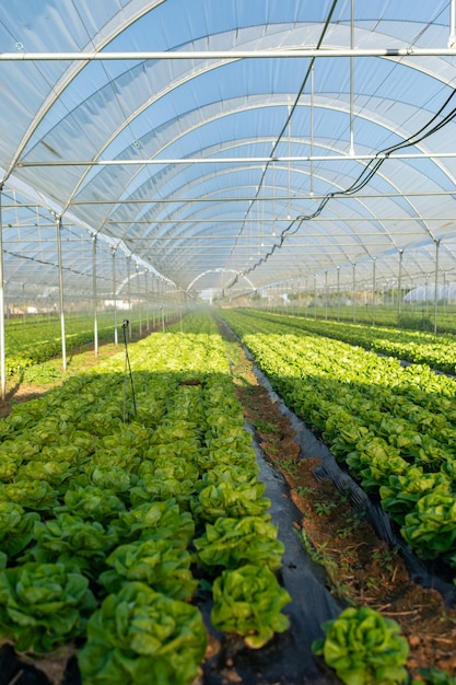 Frische Bio-Salatsetzlinge im Gewächshaus im Freien