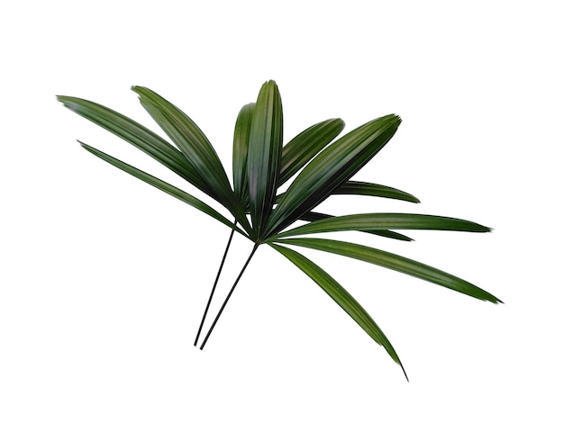 Frische Blätter der Bambuspalme oder Rhapis excelsa auf weißem Hintergrund