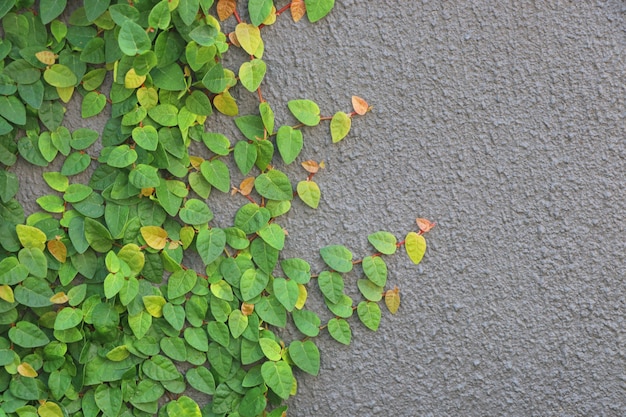 Frische Blätter des Ficus pumila auf dem grauen Hintergrunddesign und der Dekoration der Wand Farbzu hause