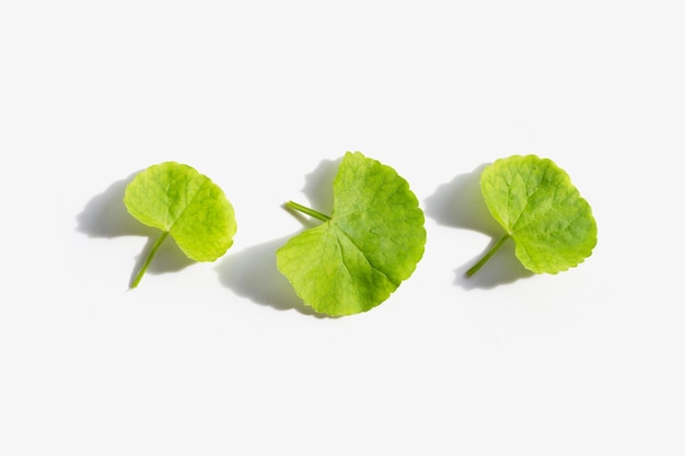 Frische Blätter von Gotu Kola auf weißem Hintergrund