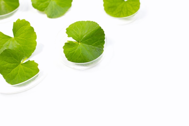 Frische Blätter von Gotu Kola in Petrischalen auf weißem Hintergrund