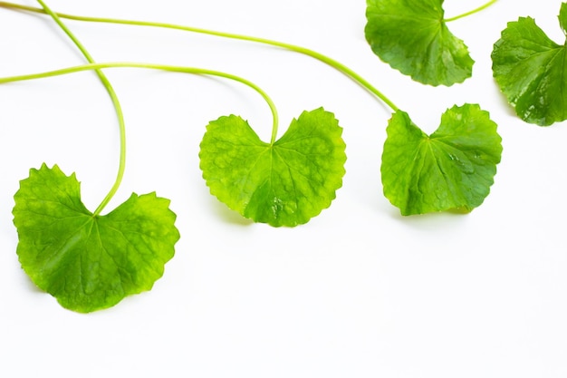 Frische Blätter von Gotu Kola