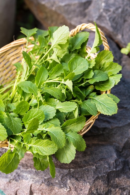 Frische Blätter von jungem Senf