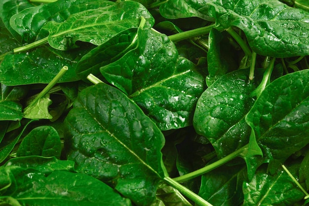 Frische Blätter von Rucola und Spinat als Hintergrund.