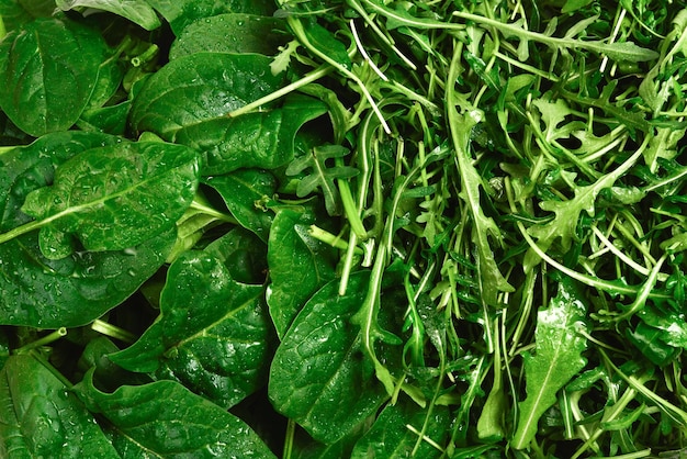 Frische Blätter von Rucola und Spinat als Hintergrund