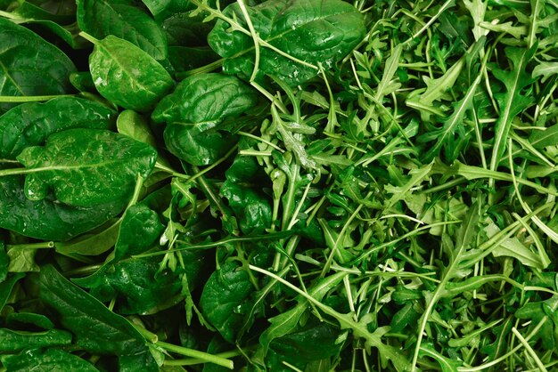 Foto frische blätter von rucola und spinat als hintergrund.